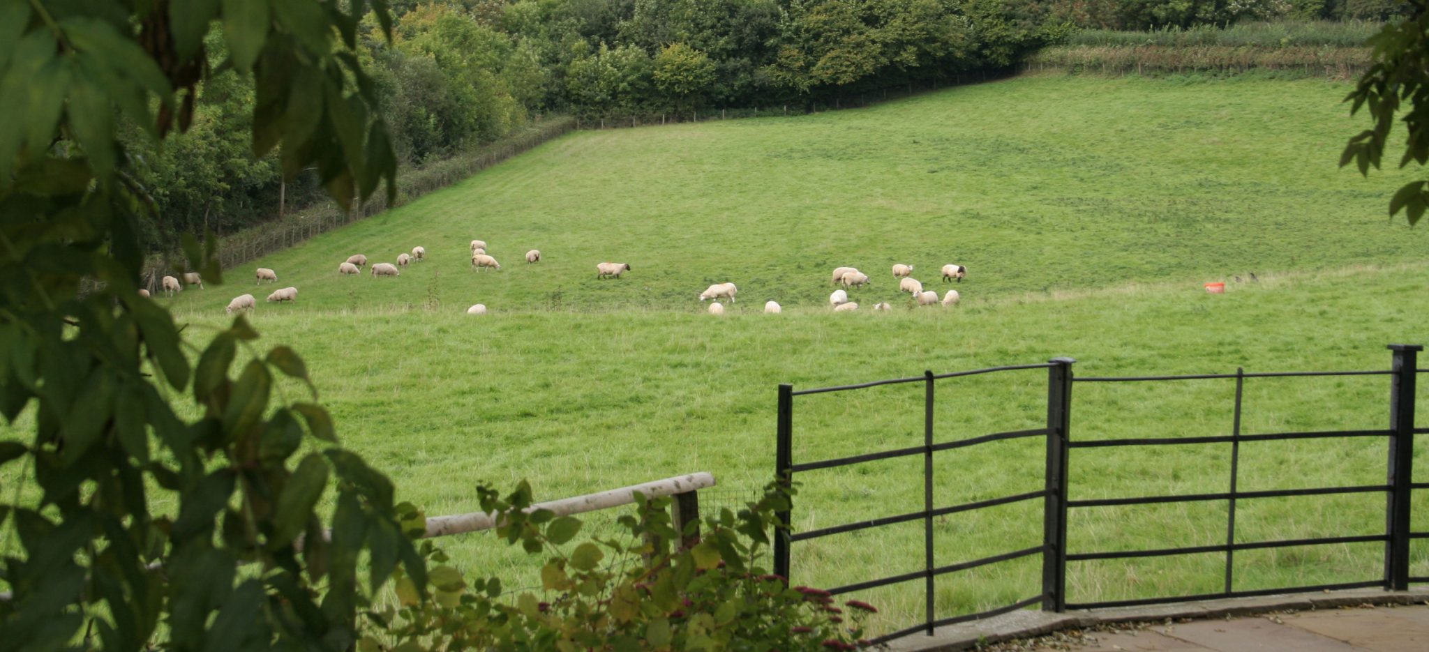 IMG_0392-crop IMG_0392-crop